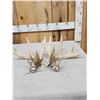 Image 5 : Set Of 5x5 Whitetail Shed Antlers