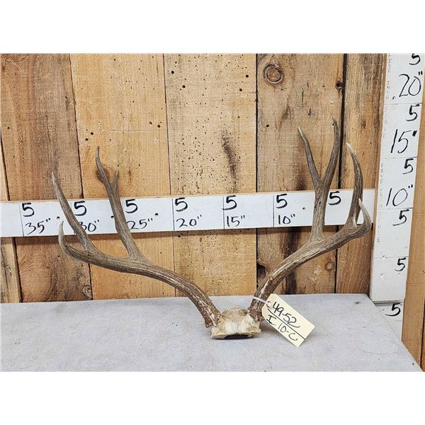 5x5 Mule Deer Antlers On Skull Plate