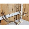 Image 2 : 5x5 Mule Deer Antlers On Skull Plate
