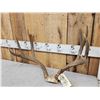 Image 3 : 5x5 Mule Deer Antlers On Skull Plate