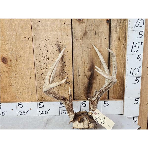 Main Frame 4x4 Wild Iowa Whitetail Antlers On Skull Plate