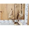 Image 1 : Main Frame 4x4 Wild Iowa Whitetail Antlers On Skull Plate