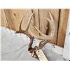 Image 2 : Main Frame 4x4 Wild Iowa Whitetail Antlers On Skull Plate