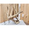 Image 3 : Main Frame 4x4 Wild Iowa Whitetail Antlers On Skull Plate