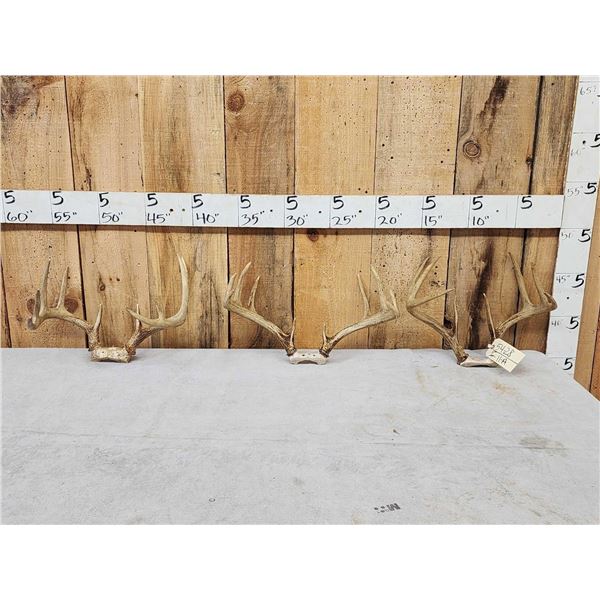 3 Sets Of Whitetail Antlers On Skull Plate