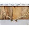 Image 3 : 3 Sets Of Whitetail Antlers On Skull Plate