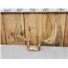 Image 4 : 3 Sets Of Whitetail Antlers On Skull Plate