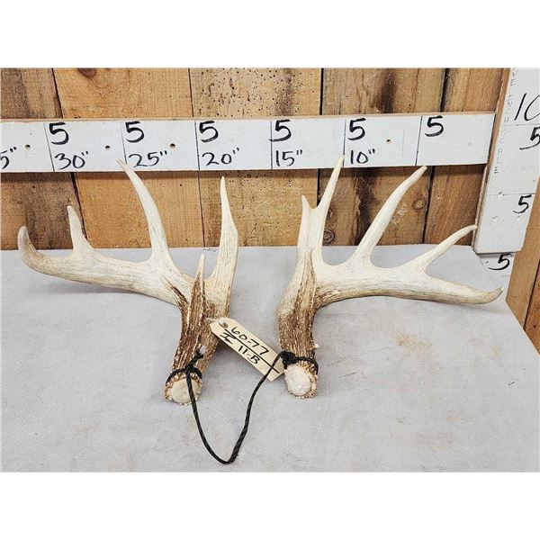 Set Of 5x5 Whitetail Shed Antlers
