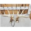 Image 1 : Set Of 5x5 Whitetail Shed Antlers