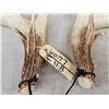 Image 2 : Set Of 5x5 Whitetail Shed Antlers