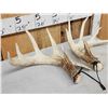 Image 3 : Set Of 5x5 Whitetail Shed Antlers