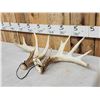 Image 4 : Set Of 5x5 Whitetail Shed Antlers