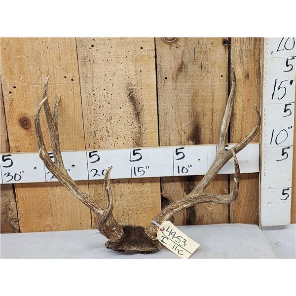Rare Double Main Beam Mule Deer Antlers On Skull Plate