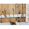 Image 1 : Rare Double Main Beam Mule Deer Antlers On Skull Plate
