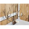 Image 2 : Rare Double Main Beam Mule Deer Antlers On Skull Plate