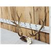 Image 3 : Rare Double Main Beam Mule Deer Antlers On Skull Plate