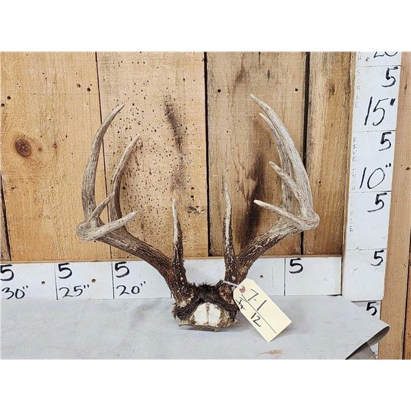 Nice 5x5 Whitetail Antlers On Skull Plate