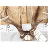 Image 2 : Nice 5x5 Whitetail Antlers On Skull Plate