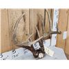 Image 3 : Nice 5x5 Whitetail Antlers On Skull Plate