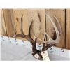 Image 4 : Nice 5x5 Whitetail Antlers On Skull Plate