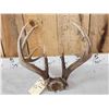Image 5 : Nice 5x5 Whitetail Antlers On Skull Plate