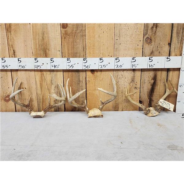 3 Sets Of Whitetail Antlers On Skull Plate