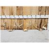 Image 1 : 3 Sets Of Whitetail Antlers On Skull Plate
