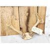 Image 2 : 3 Sets Of Whitetail Antlers On Skull Plate