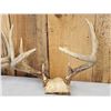 Image 3 : 3 Sets Of Whitetail Antlers On Skull Plate
