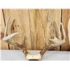 Image 4 : 3 Sets Of Whitetail Antlers On Skull Plate