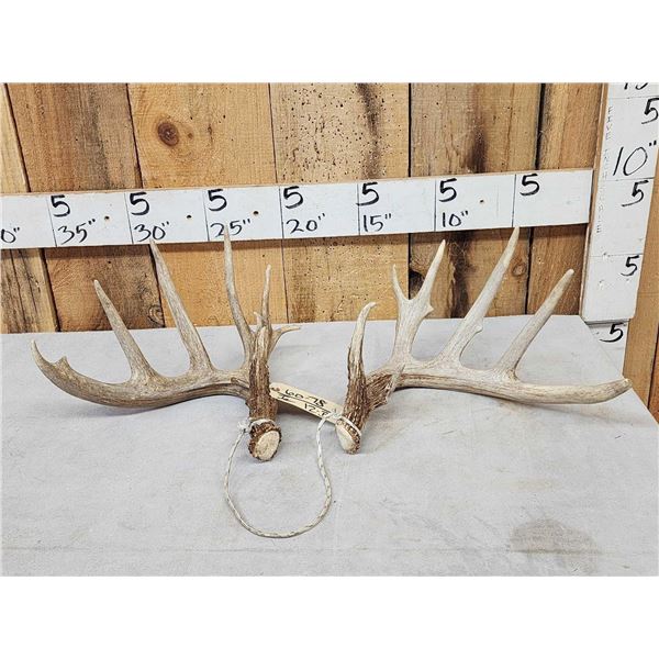 Set Of Main Frame 5x5 Whitetail Shed Antlers