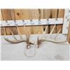 Image 1 : Set Of Main Frame 5x5 Whitetail Shed Antlers