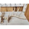 Image 2 : Set Of Main Frame 5x5 Whitetail Shed Antlers