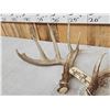 Image 3 : Set Of Main Frame 5x5 Whitetail Shed Antlers