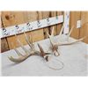 Image 4 : Set Of Main Frame 5x5 Whitetail Shed Antlers