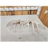 Image 5 : Set Of Main Frame 5x5 Whitetail Shed Antlers