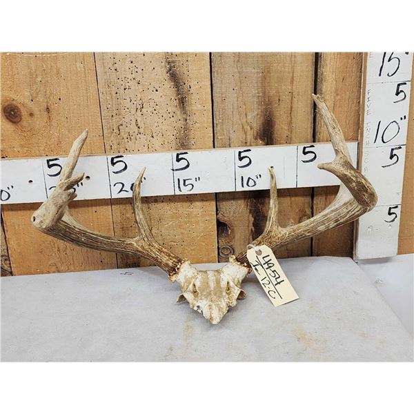 Heavy Mass 3x4 Whitetail Antlers On Skull Plate