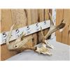 Image 2 : Heavy Mass 3x4 Whitetail Antlers On Skull Plate