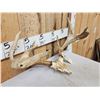 Image 4 : Heavy Mass 3x4 Whitetail Antlers On Skull Plate