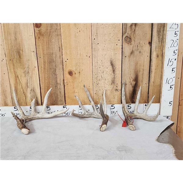 Group Of 3 Wild Wisconsin Whitetail Shed Antlers