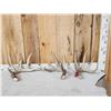 Image 1 : Group Of 3 Wild Wisconsin Whitetail Shed Antlers