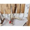 Image 2 : Group Of 3 Wild Wisconsin Whitetail Shed Antlers