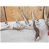 Image 4 : Group Of 3 Wild Wisconsin Whitetail Shed Antlers