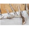 Image 5 : Group Of 3 Wild Wisconsin Whitetail Shed Antlers