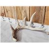 Image 6 : Group Of 3 Wild Wisconsin Whitetail Shed Antlers