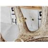 Image 7 : Group Of 3 Wild Wisconsin Whitetail Shed Antlers