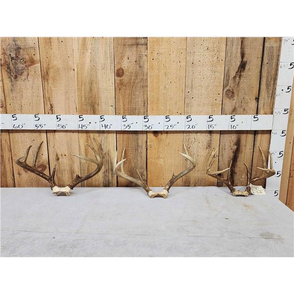 3 Sets Of Whitetail Antlers On Skull Plate