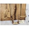 Image 2 : 3 Sets Of Whitetail Antlers On Skull Plate