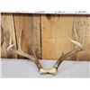 Image 3 : 3 Sets Of Whitetail Antlers On Skull Plate