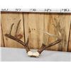 Image 4 : 3 Sets Of Whitetail Antlers On Skull Plate